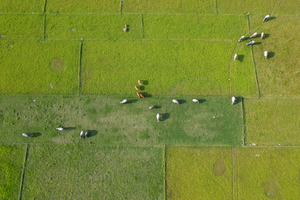 Cattle top down