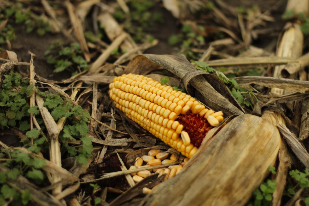 Damaged Maize